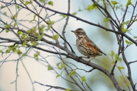 Drozd cvrcala - Turdus iliacus - Redwing 8469